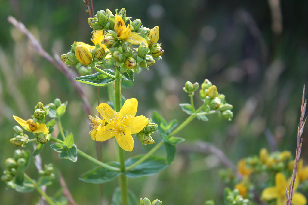 St John's wort